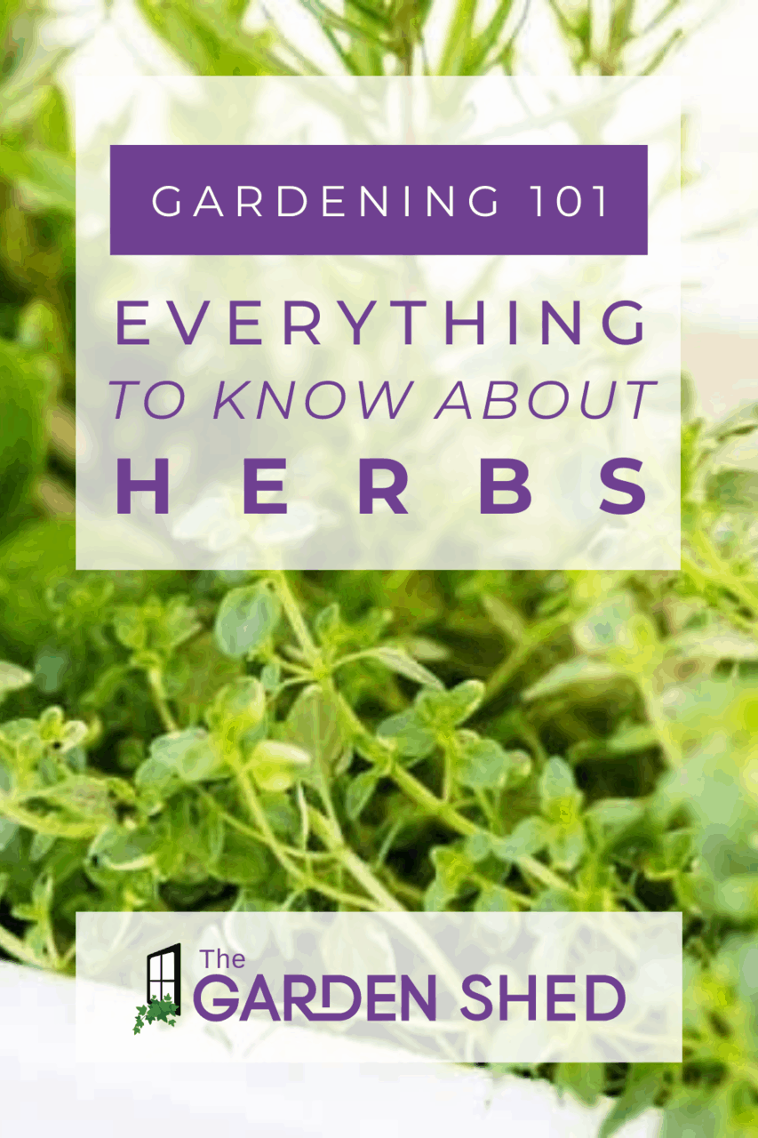 Herb Companion Planting