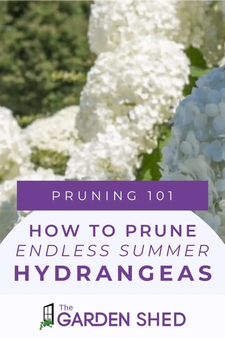 Pruning Endless Summer Hydrangeas