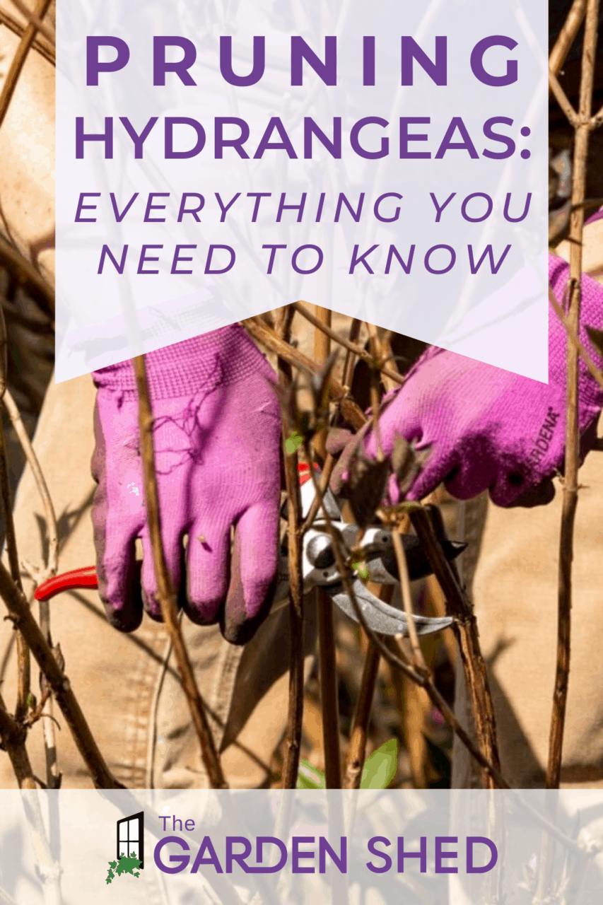 Pruning Endless Summer Hydrangeas