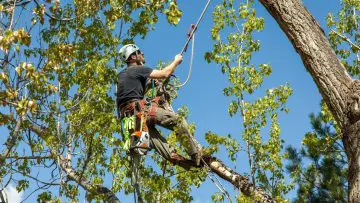 arborist climbing tree to trim the branches