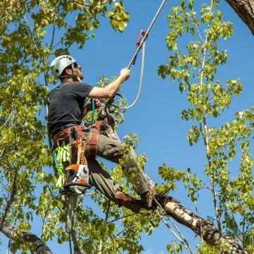 arborist climbing tree to trim the branches