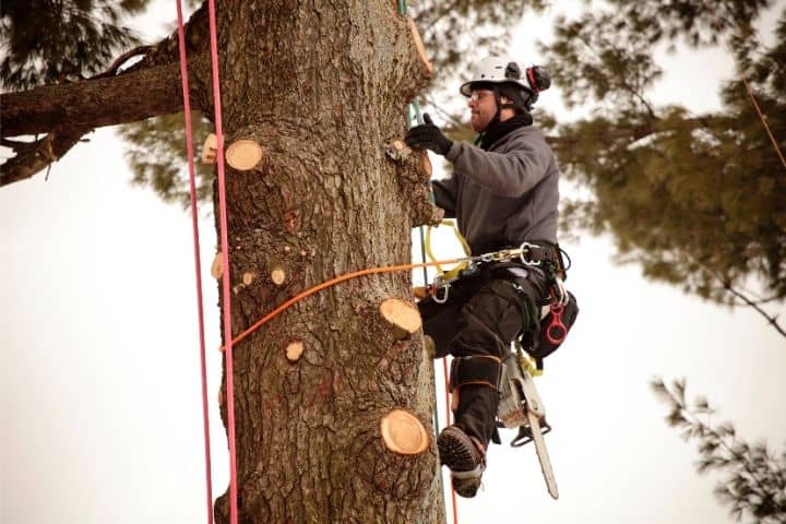 Arborist climbing tree to cut branches
