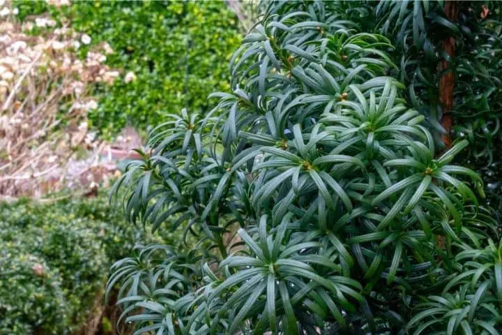 photo of boxwood privacy hedge