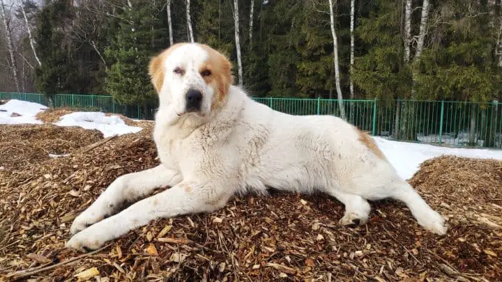 Is mulch safe for dogs? Photo of dog laying on a pile of mulch.