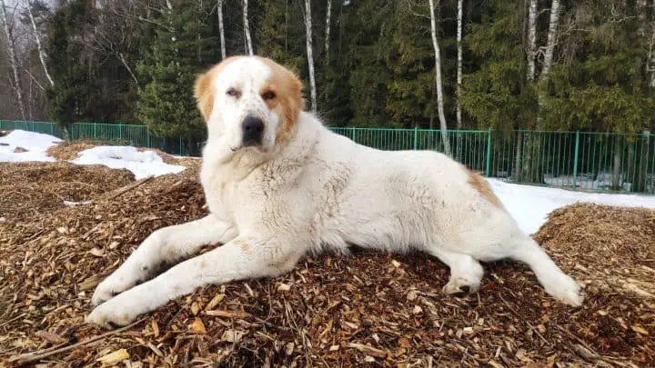 what happens if my dog eats mulch