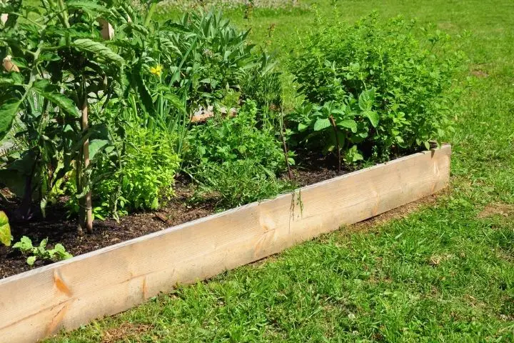 Photo of different herbs growing in a garden box outside to show what herb companion planting looks like