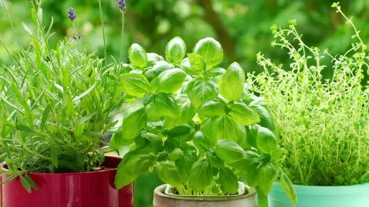 Photo of three types of herbs to show what herb companion planting looks like