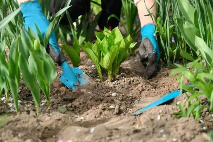 Photo of hostas beings planted