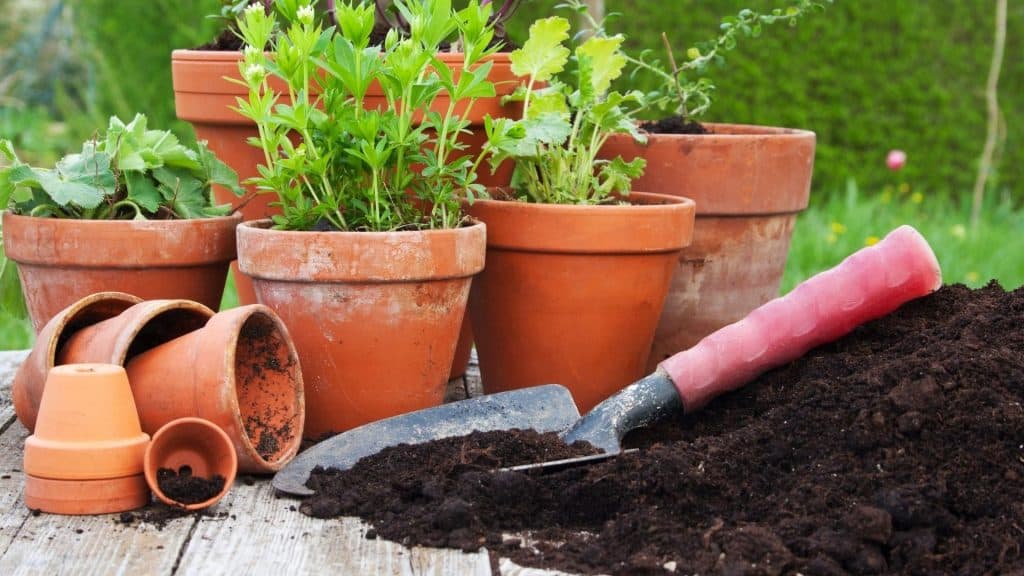 Does Potting Soil Go Bad? The Garden Shed