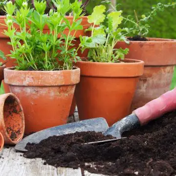 image showing potting soil near potted plants