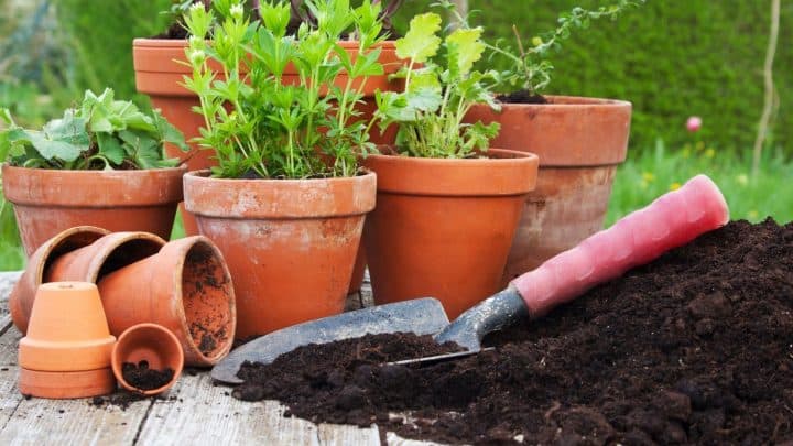 image showing potting soil near potted plants