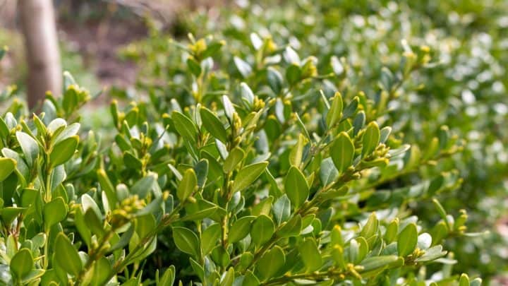 photo of privacy hedge greenery