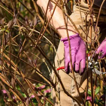 Photo of someone pruning hydrangeas