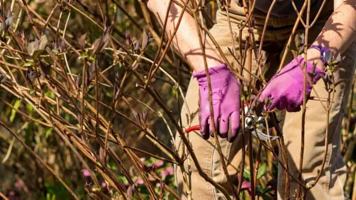 Photo of someone pruning hydrangeas