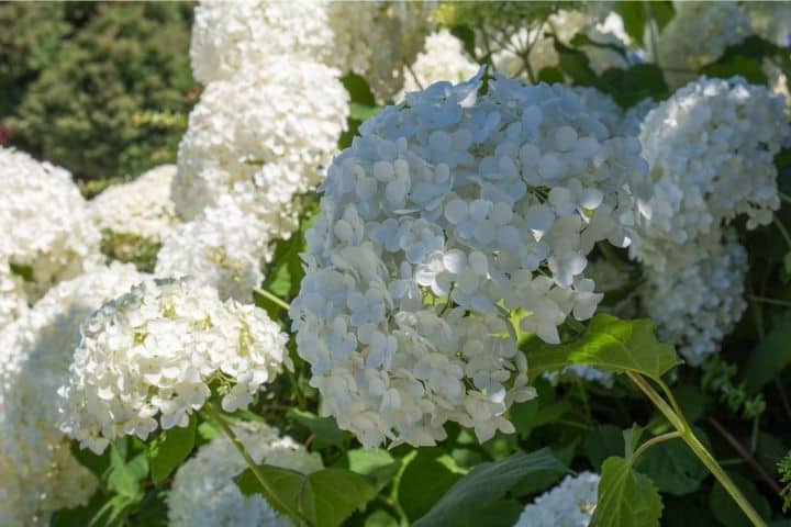 Beautiful white hydrangeas blooming