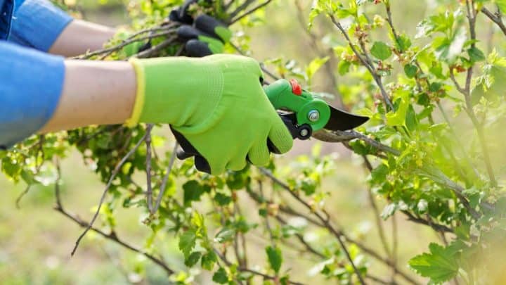 Pruning Trees Image