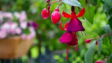 Photo of beautiful red and purple flowers blooming to attract hummingbirds and butterflies to your garden