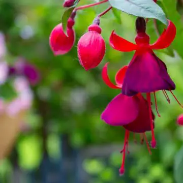 Photo of beautiful red and purple flowers blooming to attract hummingbirds and butterflies to your garden
