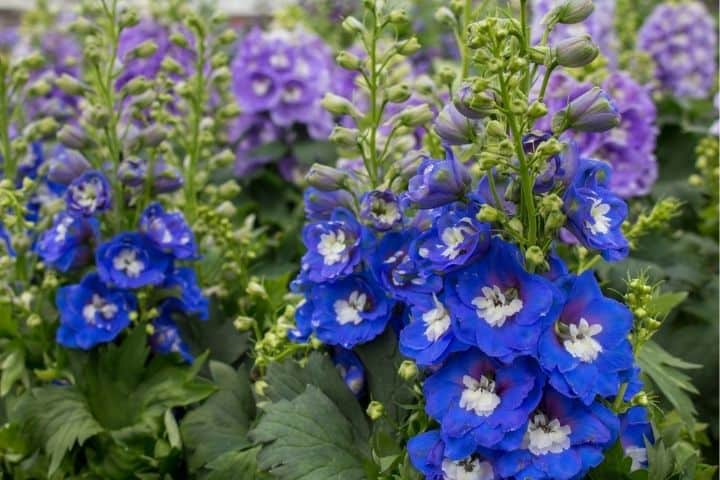Beautiful blue and purple flowers that attract butterflies and hummingbirds to your garden
