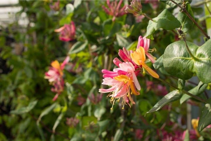 Blooming pink and yellow flowers that attract hummingbirds and butterflies to your garde
