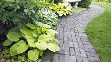 How to Plant Hostas Garden Photo of walkway and hosta plants