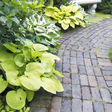 How to Plant Hostas Garden Photo of walkway and hosta plants
