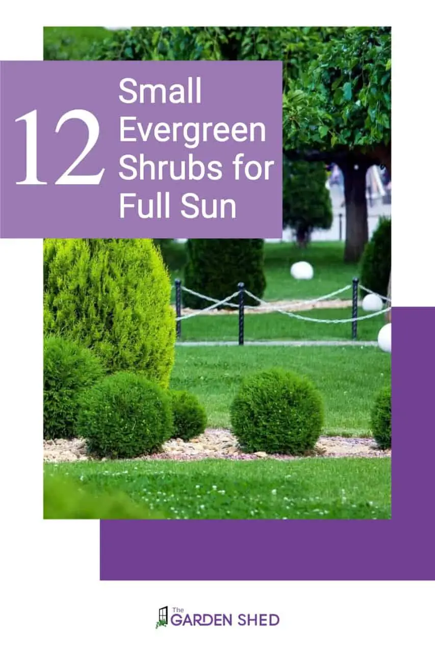 Small Evergreen Shrubs for Full Sun