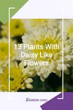 13 Plants with Daisy Like Flowers