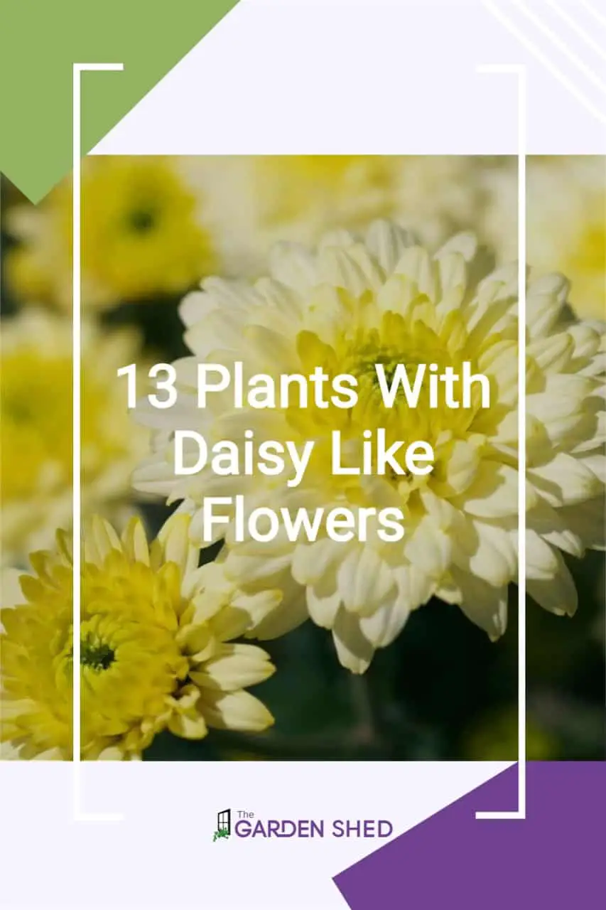 Plants With Daisy Like Flowers