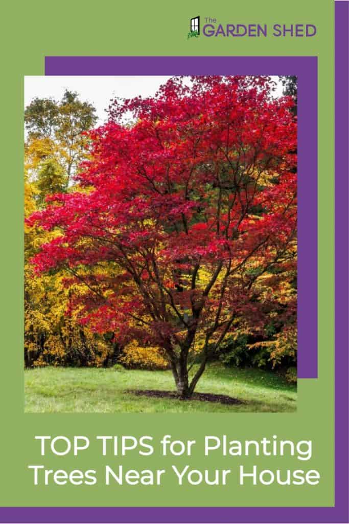 BestTreestoPlantNearaHouse 1 The Garden Shed