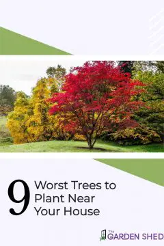 The 9 Worst Trees to Plant Near Your House
