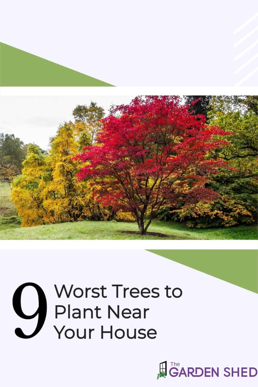 Best Trees to Plant Near a House