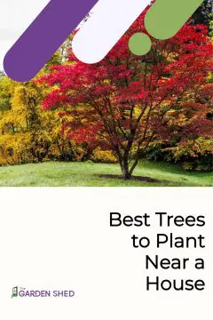 Best Trees to Plant Near a House