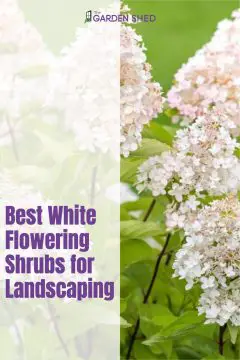 The Best White Flowering Shrubs for Landscaping