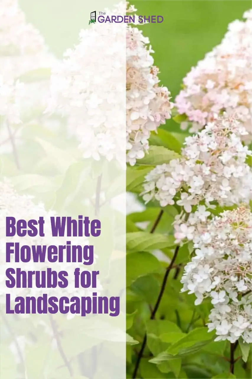 Best White Flowering Shrubs for Landscaping