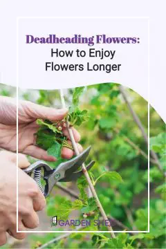 Deadheading Flowers - How to Enjoy Flowers Longer