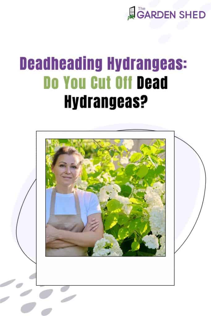 Deadheading Hydrangeas - Do you Cut Off Dead Hydrangeas