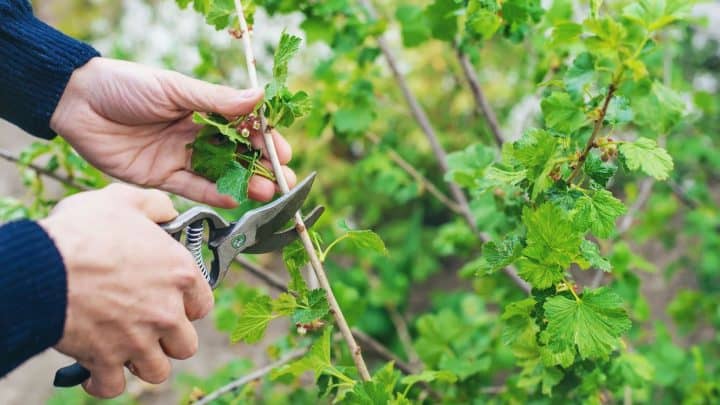 photo of someone with clippers to show deadheading flowers