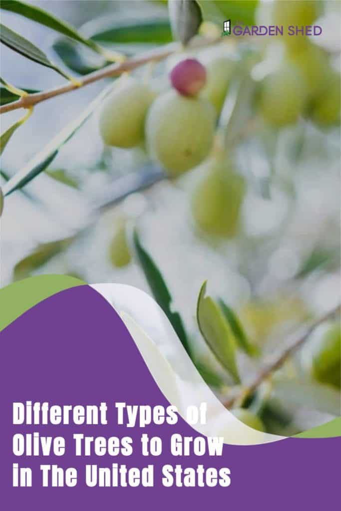 Different Types of Olive Trees to Grow in the United States