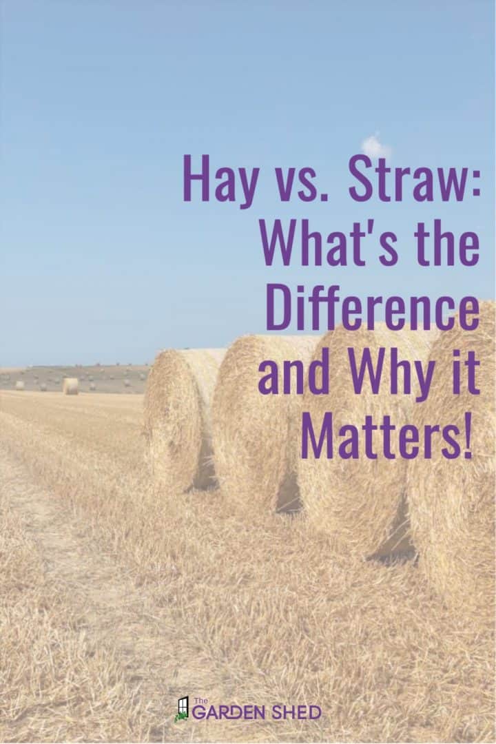 Hay vs. Straw What's the Difference and Why it Matters! The Garden Shed