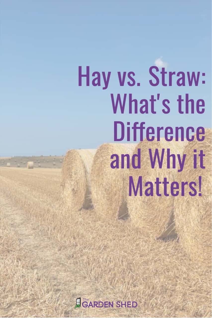 Hay vs. Straw - What\'s the Difference and Why it Matters!