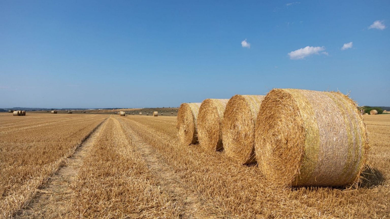 Hay vs. Straw What's the Difference and Why it Matters! The Garden Shed