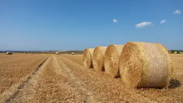 Photo of hay field to show the difference between hay vs. straw