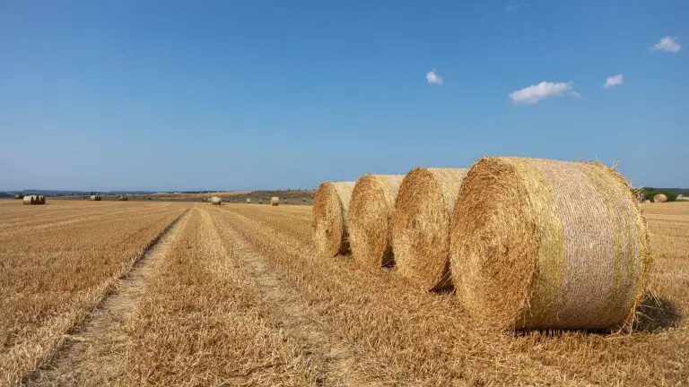 Hay vs. Straw - What's the Difference and Why it Matters! - The Garden Shed