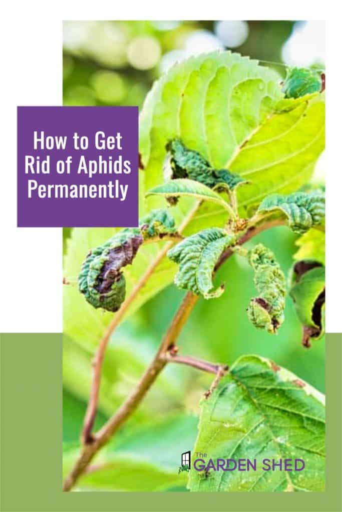 How to Get Rid of Aphids Permanently