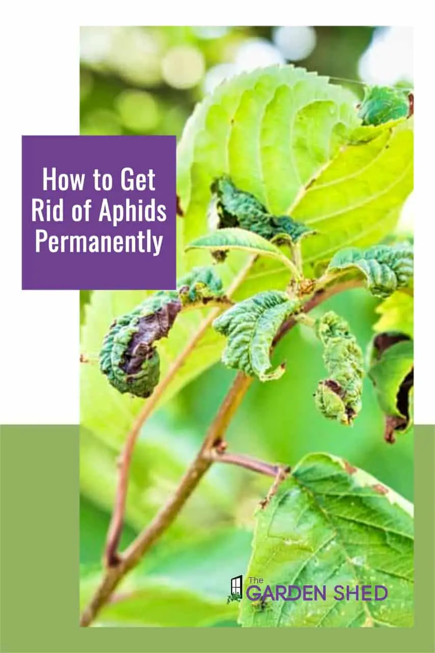 How to Get Rid of Aphids Permanently The Garden Shed