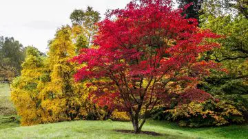 Photo of one of the best trees to plant near your home, a Japanese maple tree