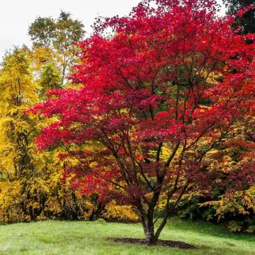 Photo of one of the best trees to plant near your home, a Japanese maple tree