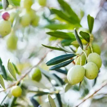 Photo of olive tree to show different types of olive trees
