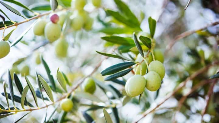 Photo of olive tree to show different types of olive trees